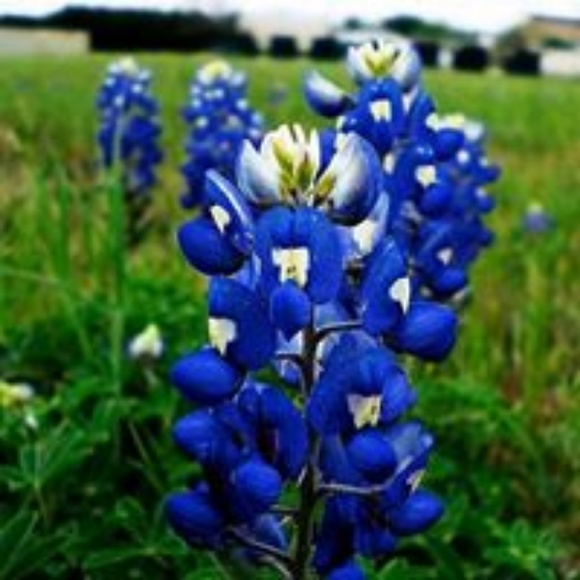 Meet your Posher, Terri - Picture 2 of 2